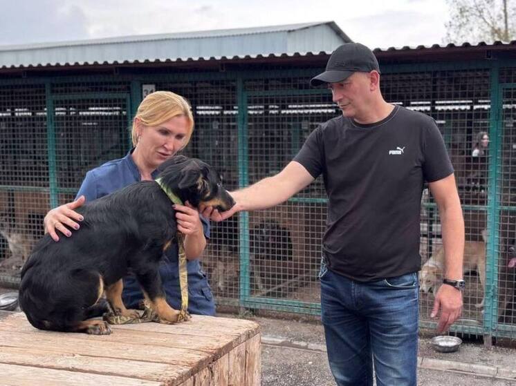 Более 100 собак из приюта в Северной Осетии обрели новых хозяев