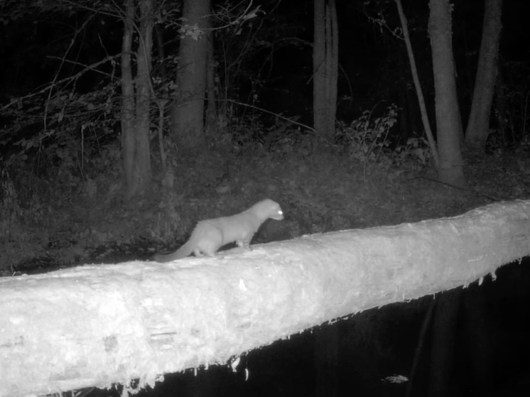Редкий обитатель заповедника «Большая Кокшага» попал в объектив фотоловушки