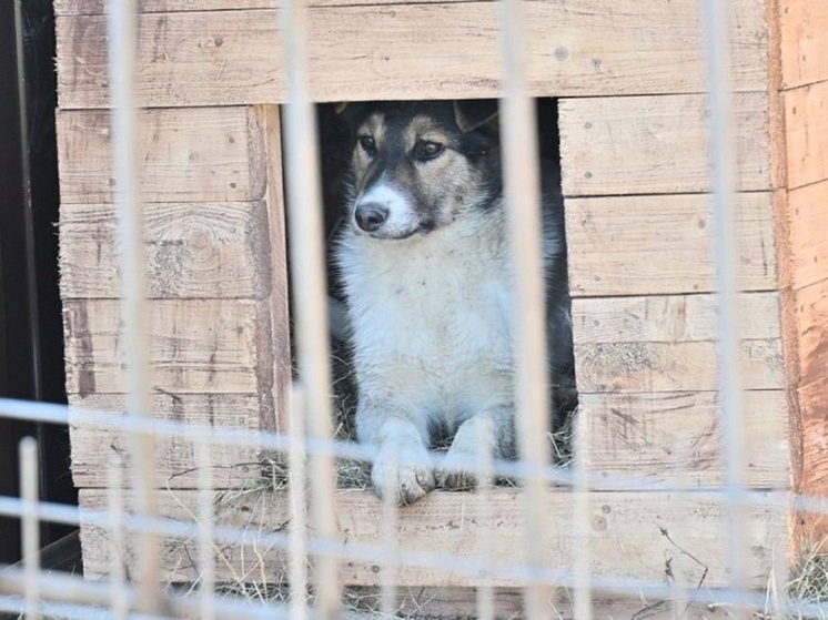 Хабаровчанам напомнили о заявках на отлов бездомных собак