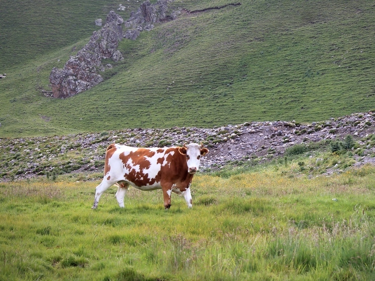 Фермеры Осетии борются с нашествием коров