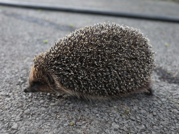 Житель Саратовской области попал в больницу после укуса ежа