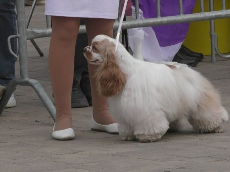 В ЦПКиО Волгограда состоялась национальная выставка собак