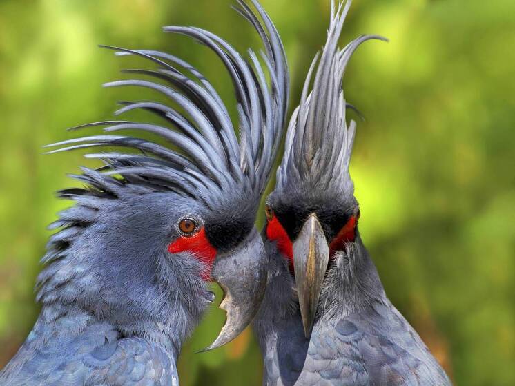 Знаменитый конкурс птица года стартовал в Австралии