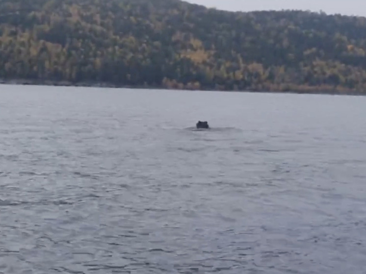 Медведь совершил заплыв через Чивыркуйский залив на Байкале