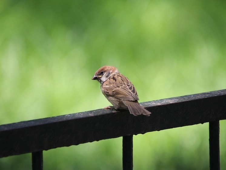 В Уссурийске полиция проверяет случай жестокого обращения с птицей