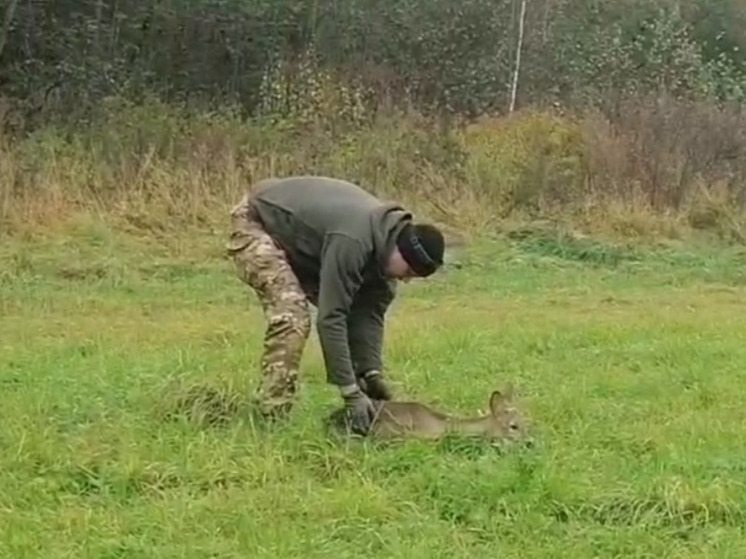 Боровские спасатели спасли детёныша косули из смертельной ловушки