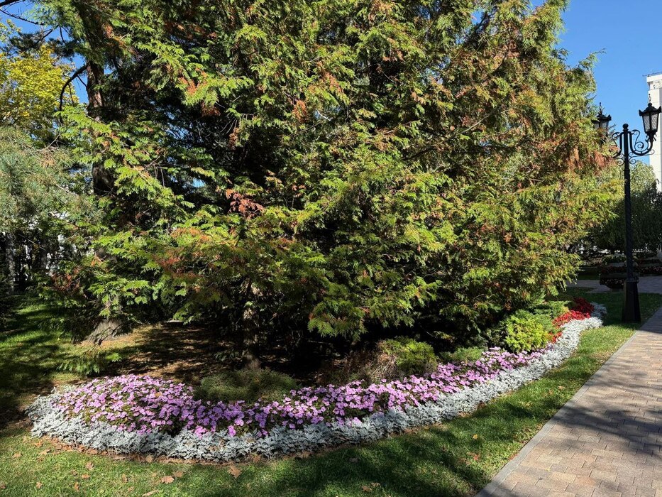 Хризантемы крупным планом