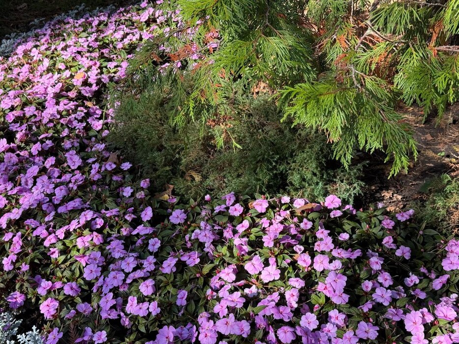 Крупный план осенних цветов