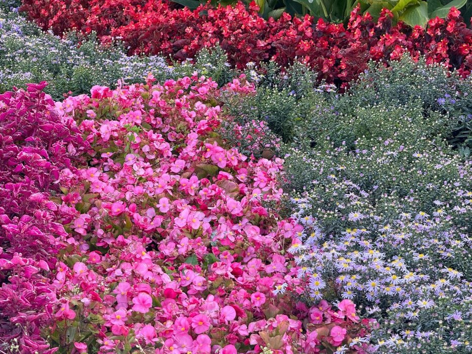 Клумба с бегониями и тагетесами