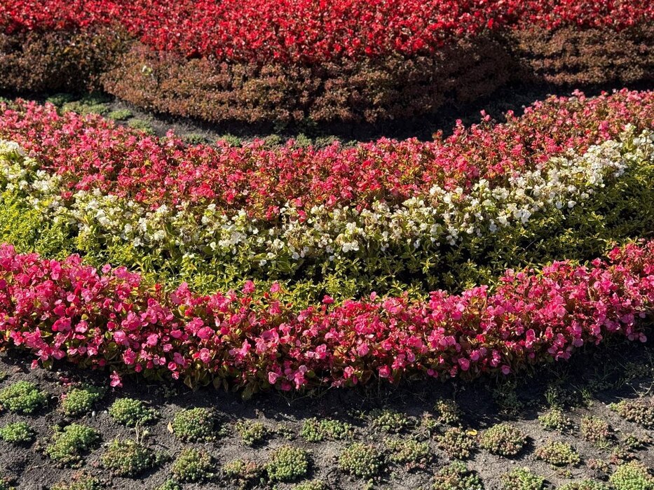 Осенняя клумба с георгинами