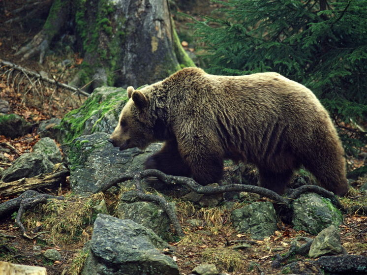 На Сахалине жители пожаловались на брошенные останки убитого медведя