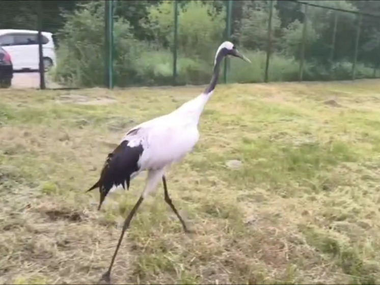 Выяснилось, кто поджидал японского журавля в подмосковном питомнике
