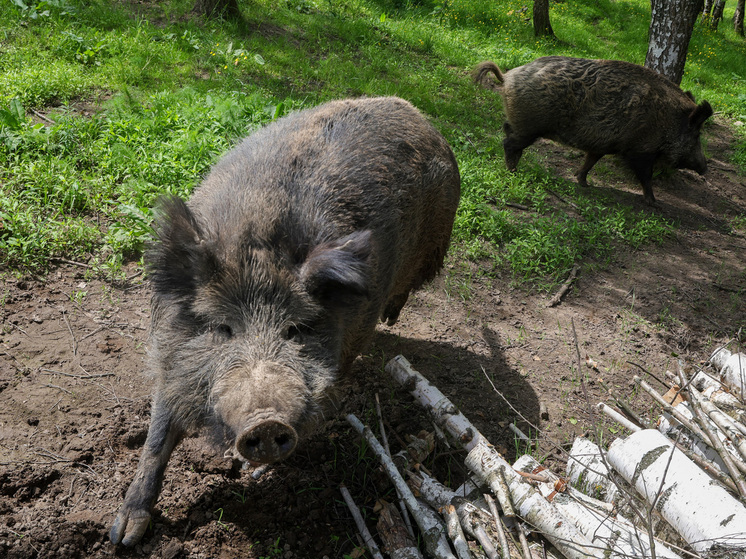 «Расплодились»: дикие кабаны третируют жителей Санкт-Петербурга и пригорода