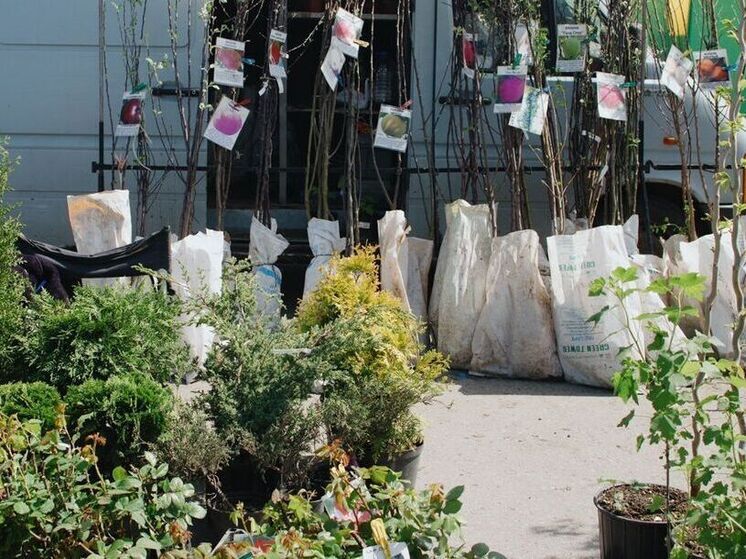 В Пензенской области выявили 48 нарушений в сфере продажи семян и саженцев