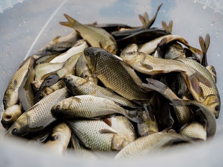 Более 8,5 тысяч мальков сазана выпустили в озера Шатуры для экологического баланса