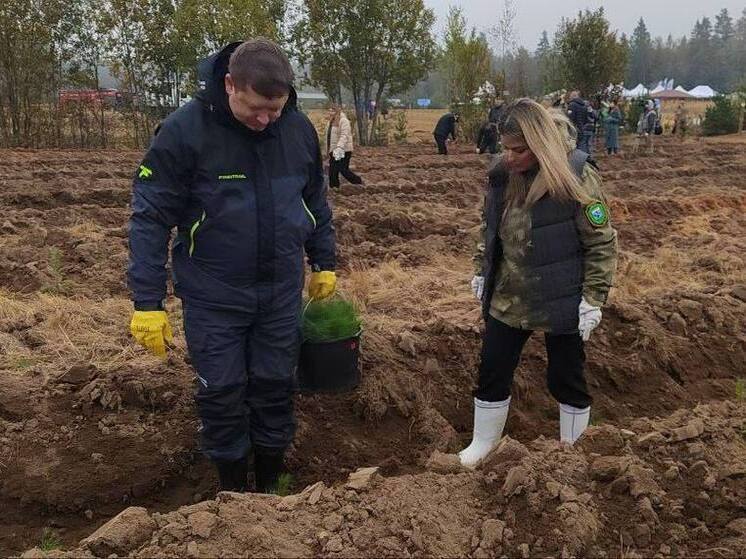 В Кривковском лесничестве Ленобласти завершился финал акции «Сохраним лес»
