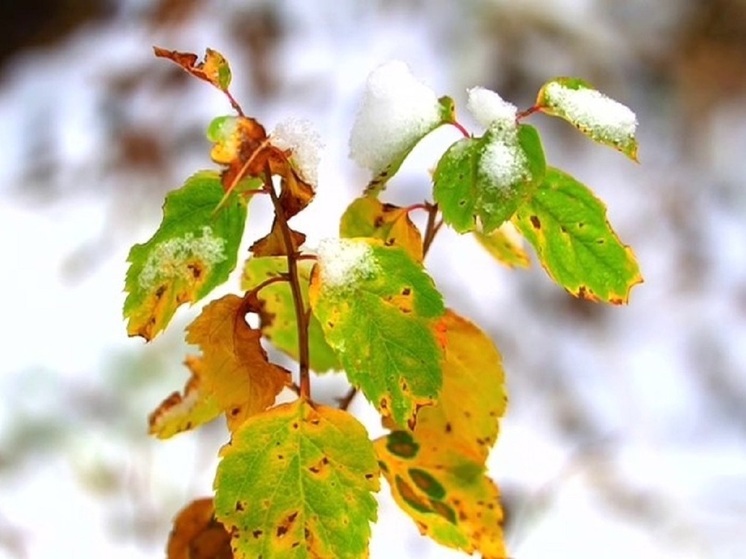 Первый снег в хакасской тайге не может растаять
