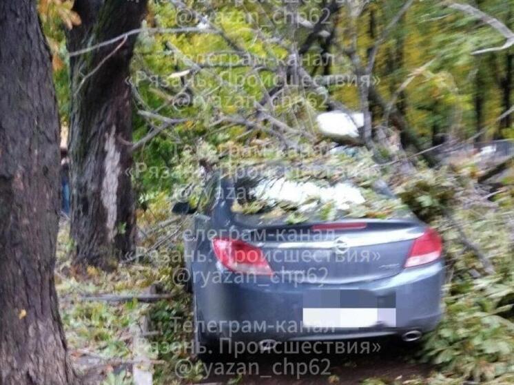 В Рязани дерево рухнуло на припаркованный автомобиль Opel