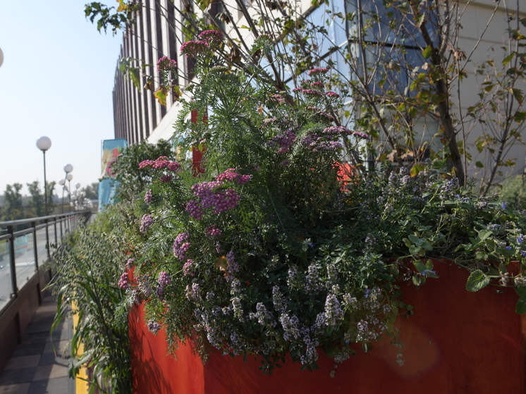 Эксперт по ЖКХ Бондарь: размещение цветочных горшков с внешней стороны балкона — нарушение