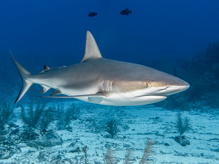 Ученые: добыча на глубине может уничтожить акул, скатов и «призрачных» химер