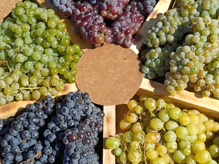 На Ставрополье заложили молодую лозу на 10 гектарах