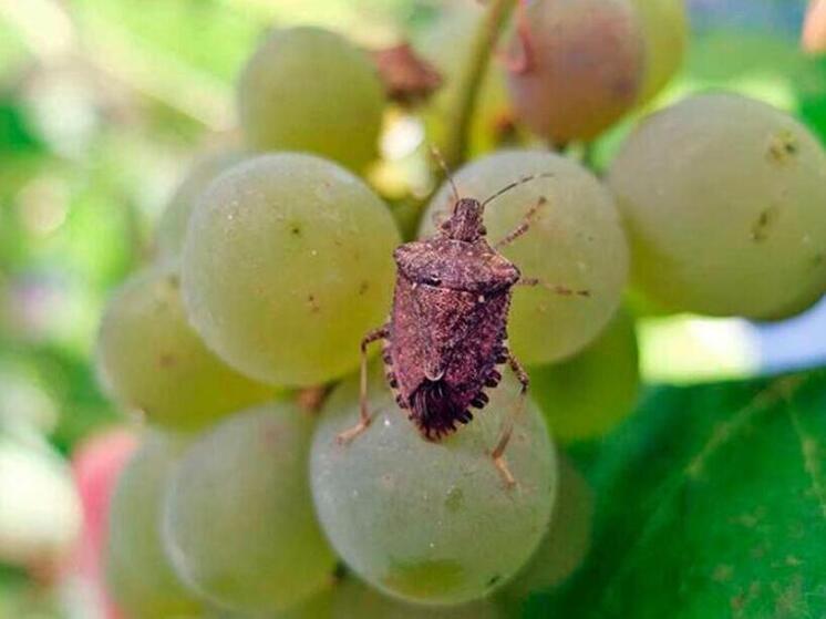 В Сочи продолжается обработка от коричнево-мраморного клопа