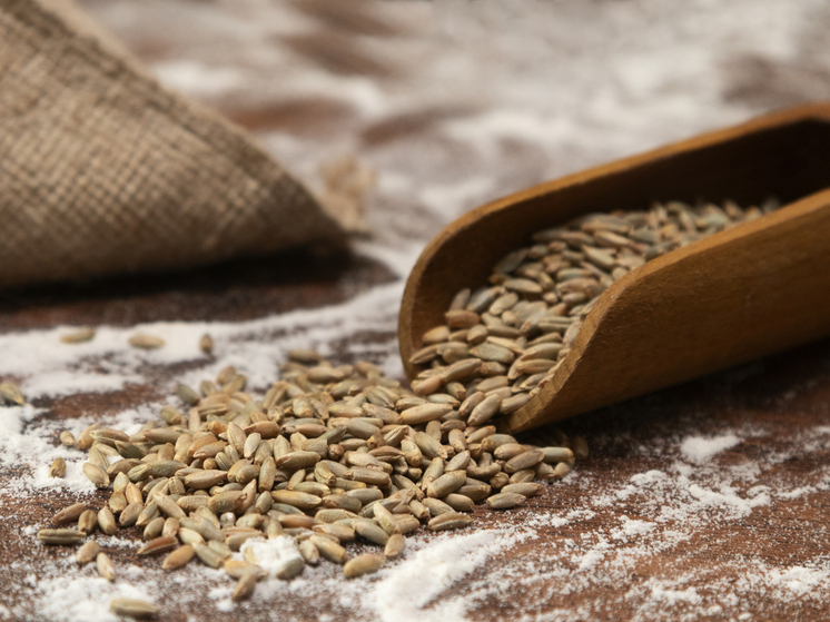 В России обнаружено крупнейшее хранилище зерна XVI века