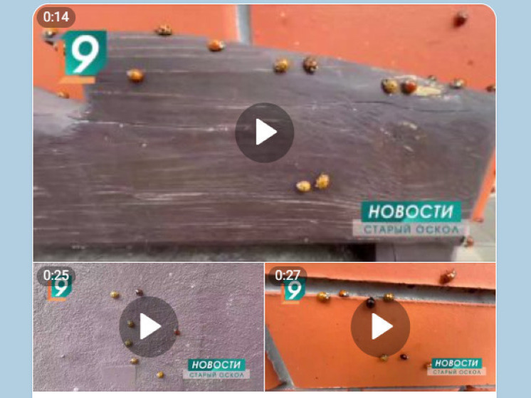 Кусачие арлекины: в Старом Осколе наблюдается нашествие божьих коровок