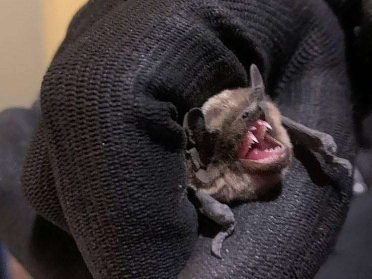 В Москве участились случаи, когда летучие мыши залетают в квартиры