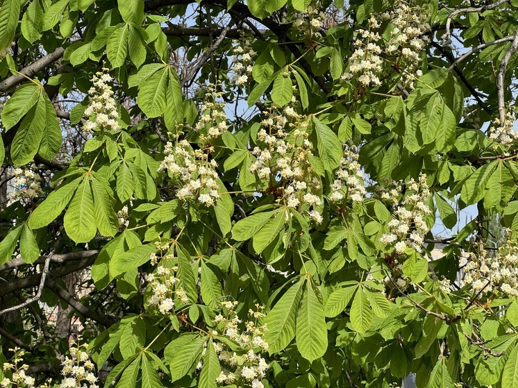 В Симферополе вырубили Пятиствольный каштан — памятник природы с 1829 года
