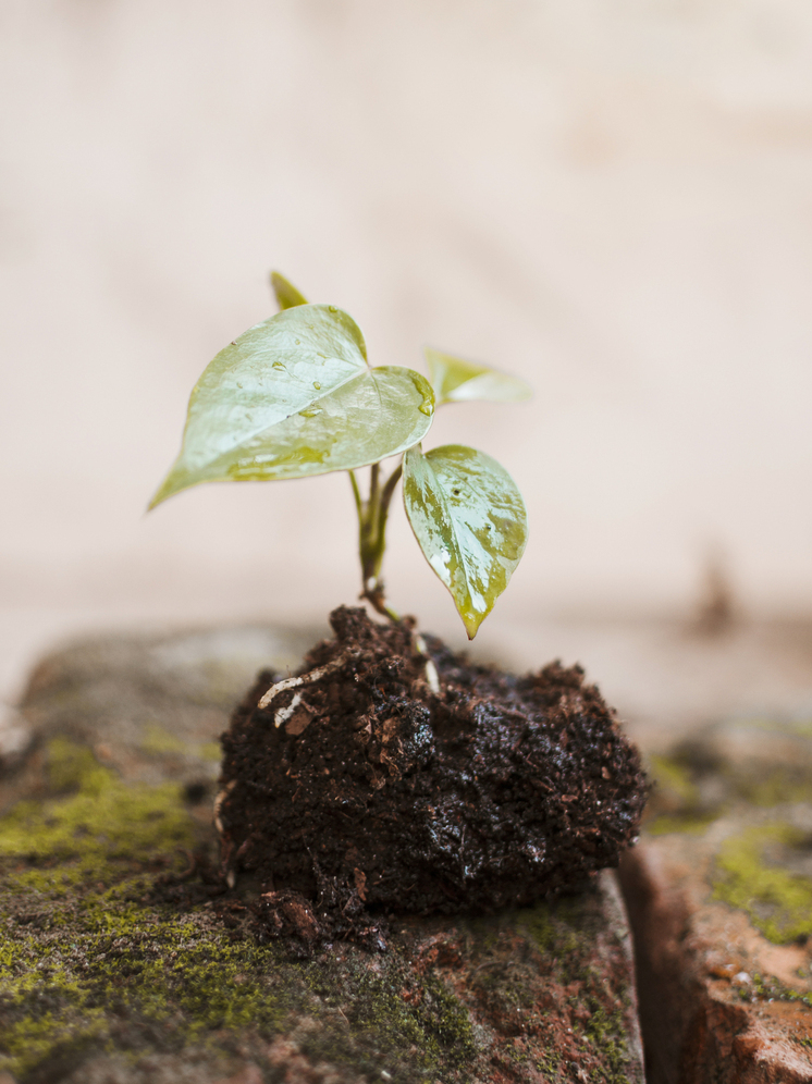 Более 5 тысяч деревьев высадили томичи в рамках Дней защиты от экологической опасности