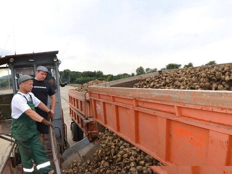 На Ставрополье убрали свыше 900 тыс. тонн сахарной свеклы