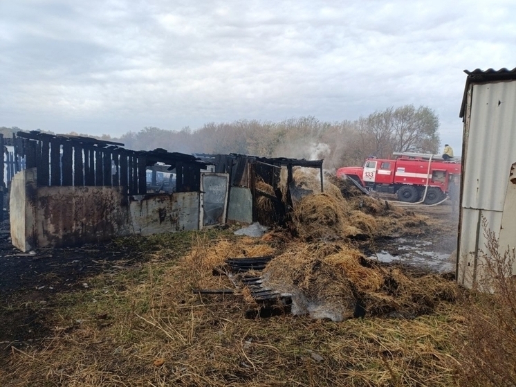 30 кур, десять овец и 7 тонн соломы сгорели в Самарской области днем 7 октября