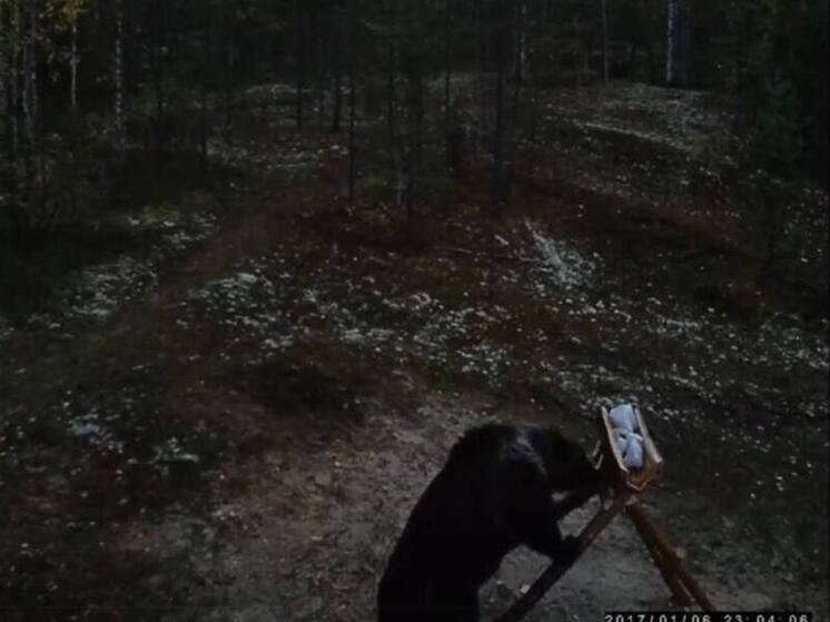 Фотоловушка в Пякольском заказнике засняла проверяющего солонцы медведя