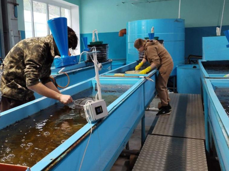 В Якутии рыбоводный завод выпустил 34 миллиона мальков за полгода