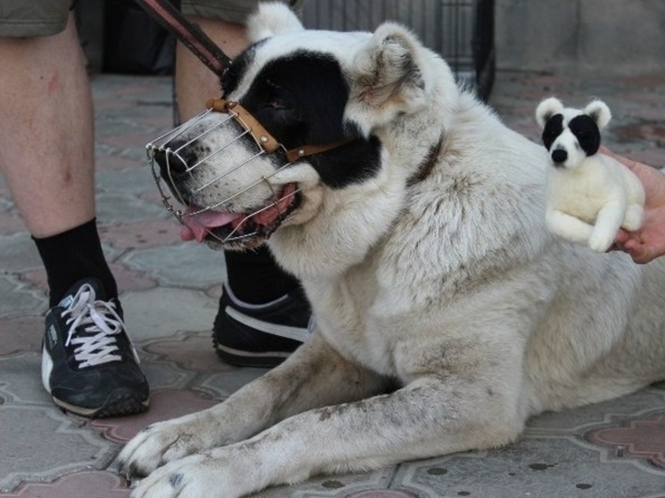Агрессивный алабай напал на двоих детей в Сочи