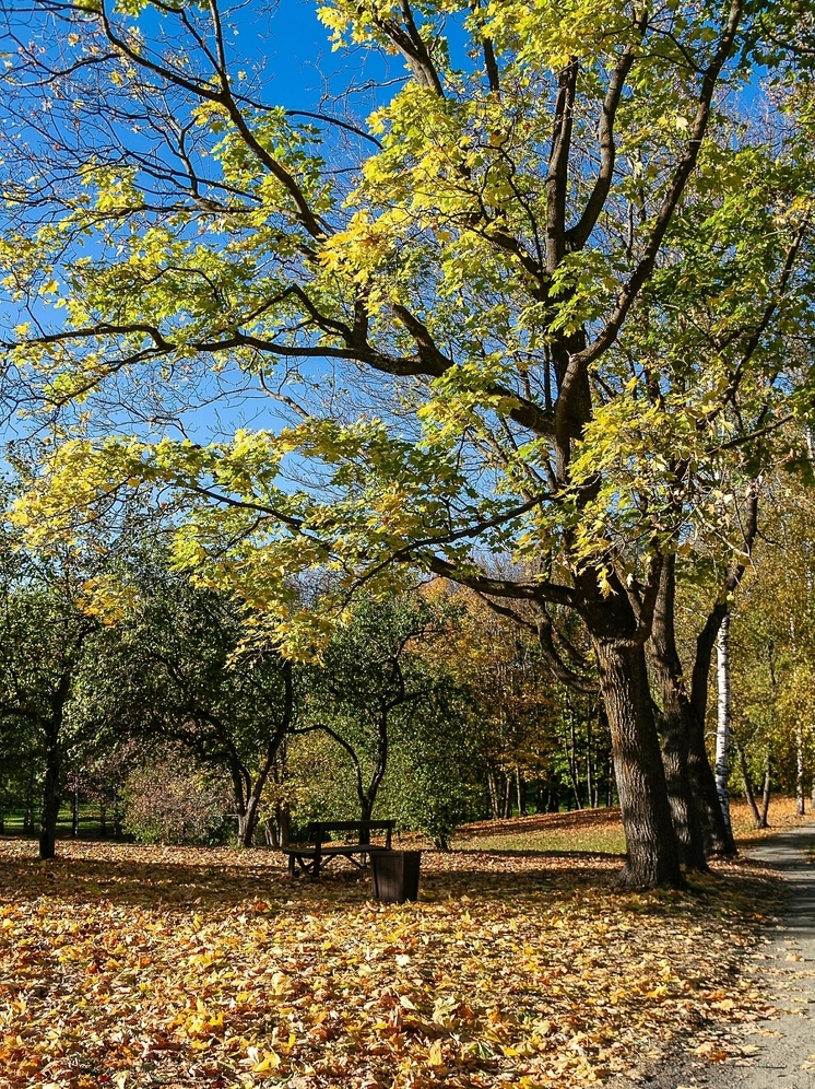 В трех регионах России зафиксировали температуру выше нормы