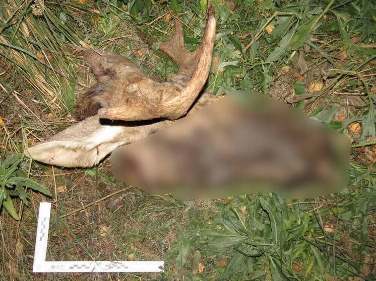 В Омской области задержали браконьеров, застреливших лося