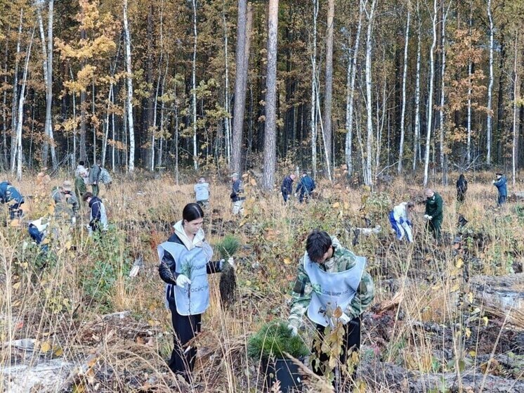 Тысячи саженцев появились в лесах Тамбовской области