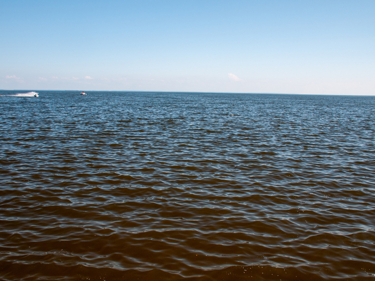 В Ашкелоне закрыли пляжи из-за акулы