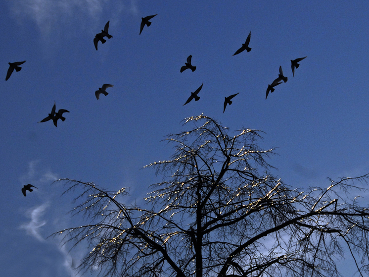 NYP: странное поведение птиц предвещает гибель человечества