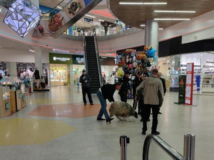 В Архангельске в торговом центре заметили овец