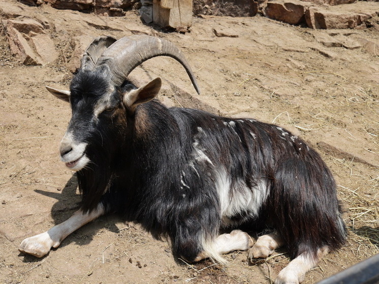 Полиция установила личность организатора игр с тушей козла в Подмосковье