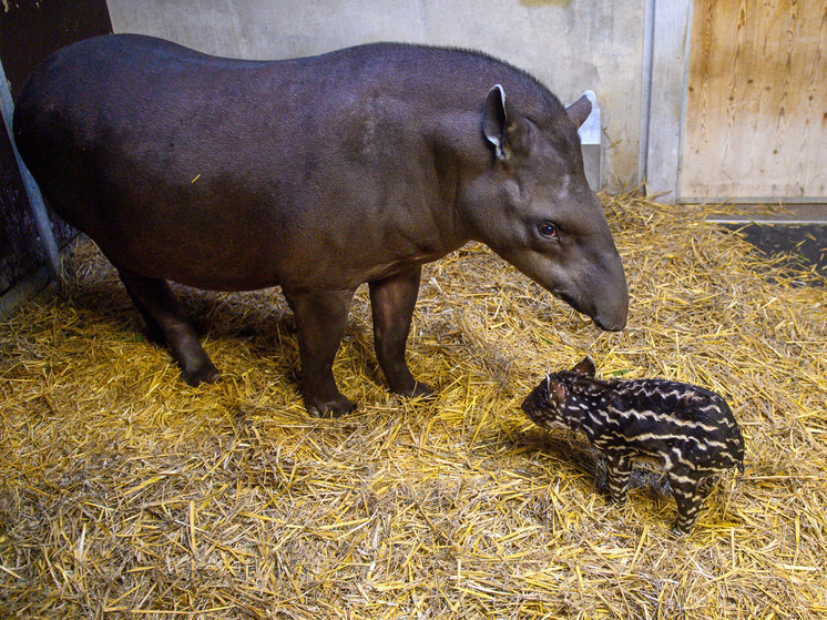 В Московском зоопарке умерло животное-долгожитель