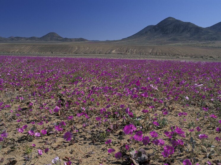 Пустыня Атакама в Чили зацвела фиолетовым и белым