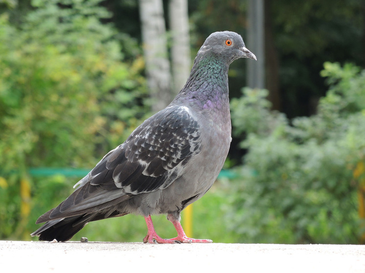 Голубь устроил столкновение пяти машин в центре Хабаровска