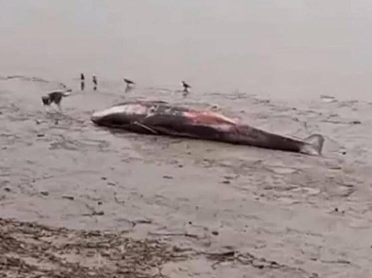 На берегу Мезени вновь обнаружен мёртвый кит