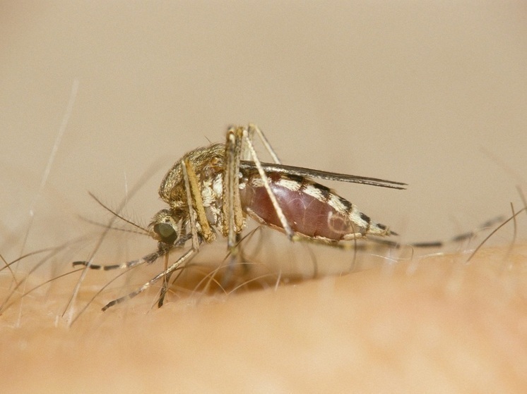 Ученые Томского университета зафиксировали резкий рост микропластика у комаров