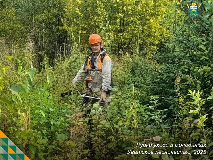В Тюменской области заботятся о молодых лесных насаждениях