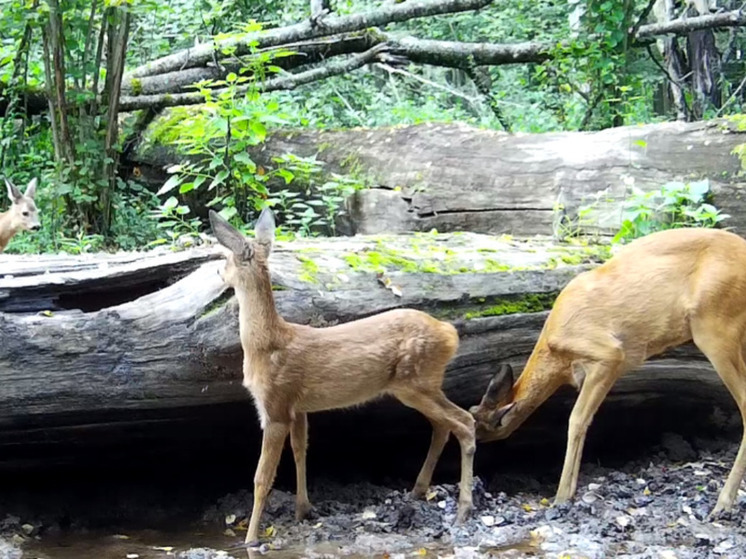 Лесных красавиц запечатлели в «Калужских засеках»